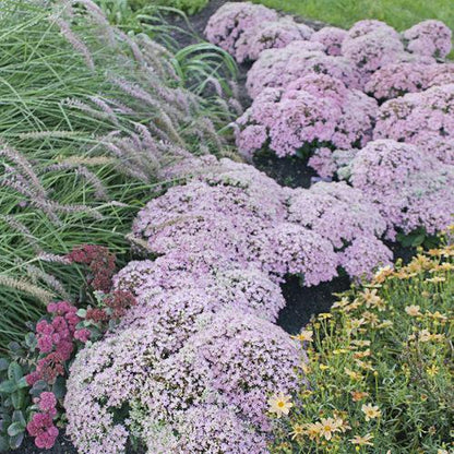 Sedum ‘Pure Joy’  - Rock 'N Round™ Pure Joy Stonecrop