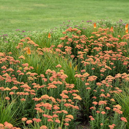 Achillea ’Firefly Peach Sky'  - PW® Firefly Peach Sky Yarrow