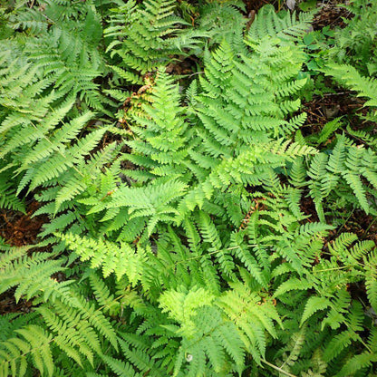 Dryopteris marginalis  - Eastern Wood Fern, Leatherwood Fern