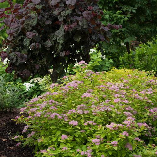 Spiraea x 'Tracy' USPP 21,588  - Double Play® Big Bang Spirea