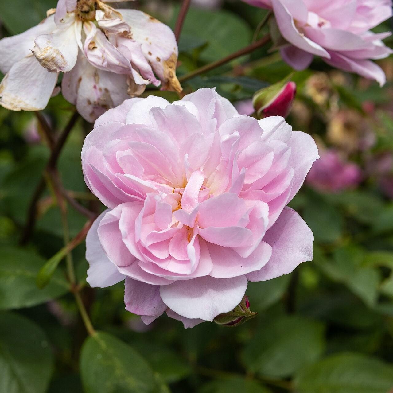 Rosa 'Ausorts'  - Mary Delany® Climbing Rose