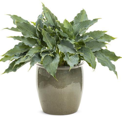 Hosta 'Waterslide' PP30303  - PW® Shadowland® 'Waterslide' Hosta