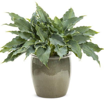 Hosta 'Waterslide' PP30303  - PW® Shadowland® 'Waterslide' Hosta