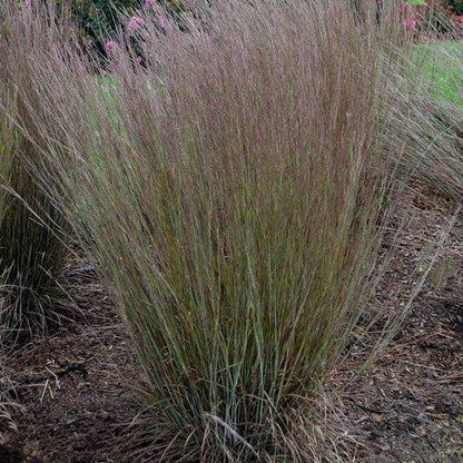 Schizachyrium scoparium 'Blue Paradise'  - 'Blue Paradise' Little Bluestem