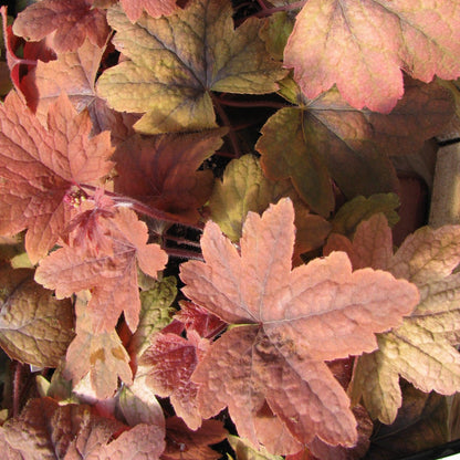 Heucherella 'Sweet Tea'  - Sweet Tea Foamy Bells