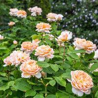 Rosa 'Ausbrass'  - The Lady Gardener® Rose