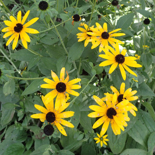 Rudbeckia fulgida var. deamii  - Deam's Black-Eyed Susan