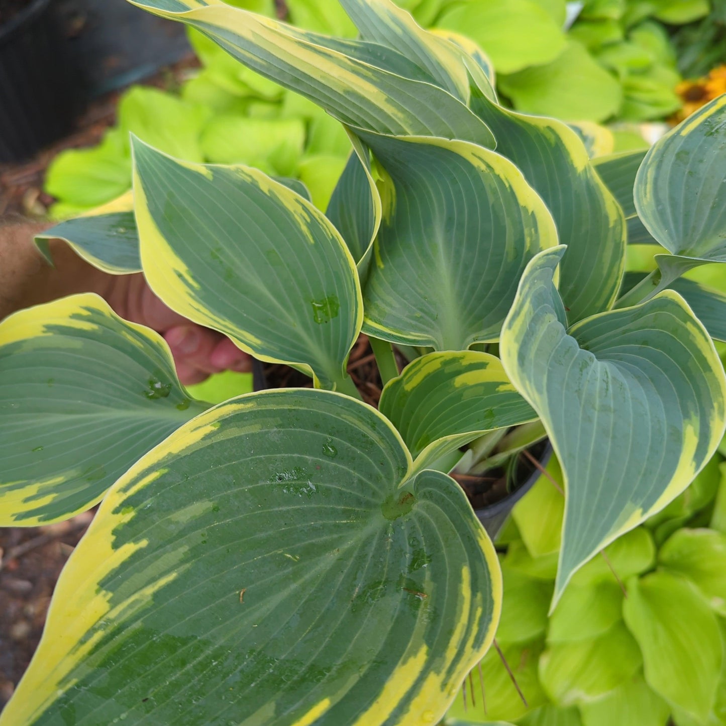 Hosta 'First Frost'  - First Frost Hosta