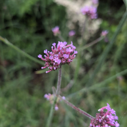 Verbena bonariensis 'Lollipop'   - Lollipop Verbena