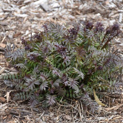 Polemonium 'Heaven Scent'  - PW® Heaven Scent Jacob's Ladder