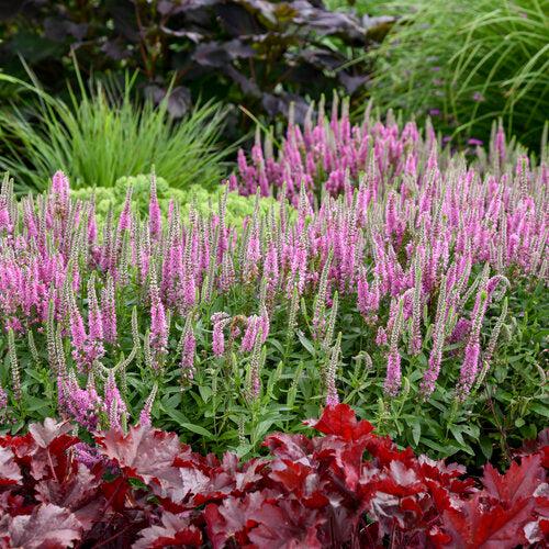 Veronica 'Pink Potion' PP 29,681  - PW® Magic Show® Pink Potion Veronica
