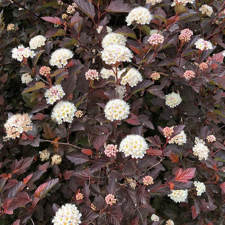 Physocarpus opulifolius 'SMPOCG'  - Chroma Chameleon™ Ninebark