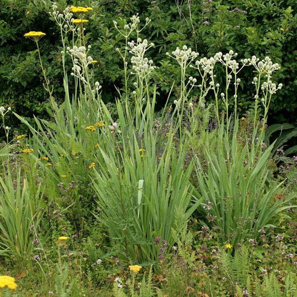 Eryngium yuccifolium  - Rattlesnake Master