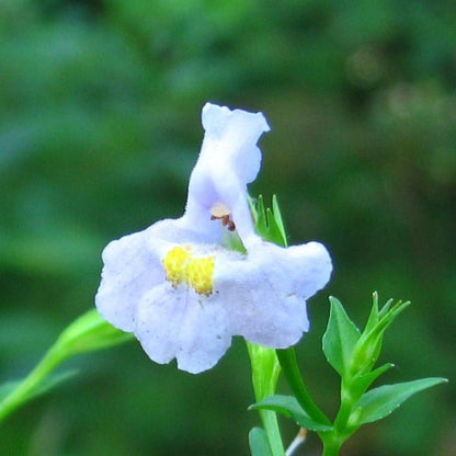 Mimulus ringens  - Allegheny Monkey Flower