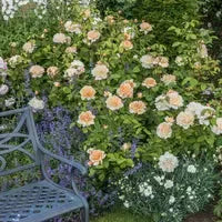 Rosa 'Ausbrass'  - The Lady Gardener® Rose