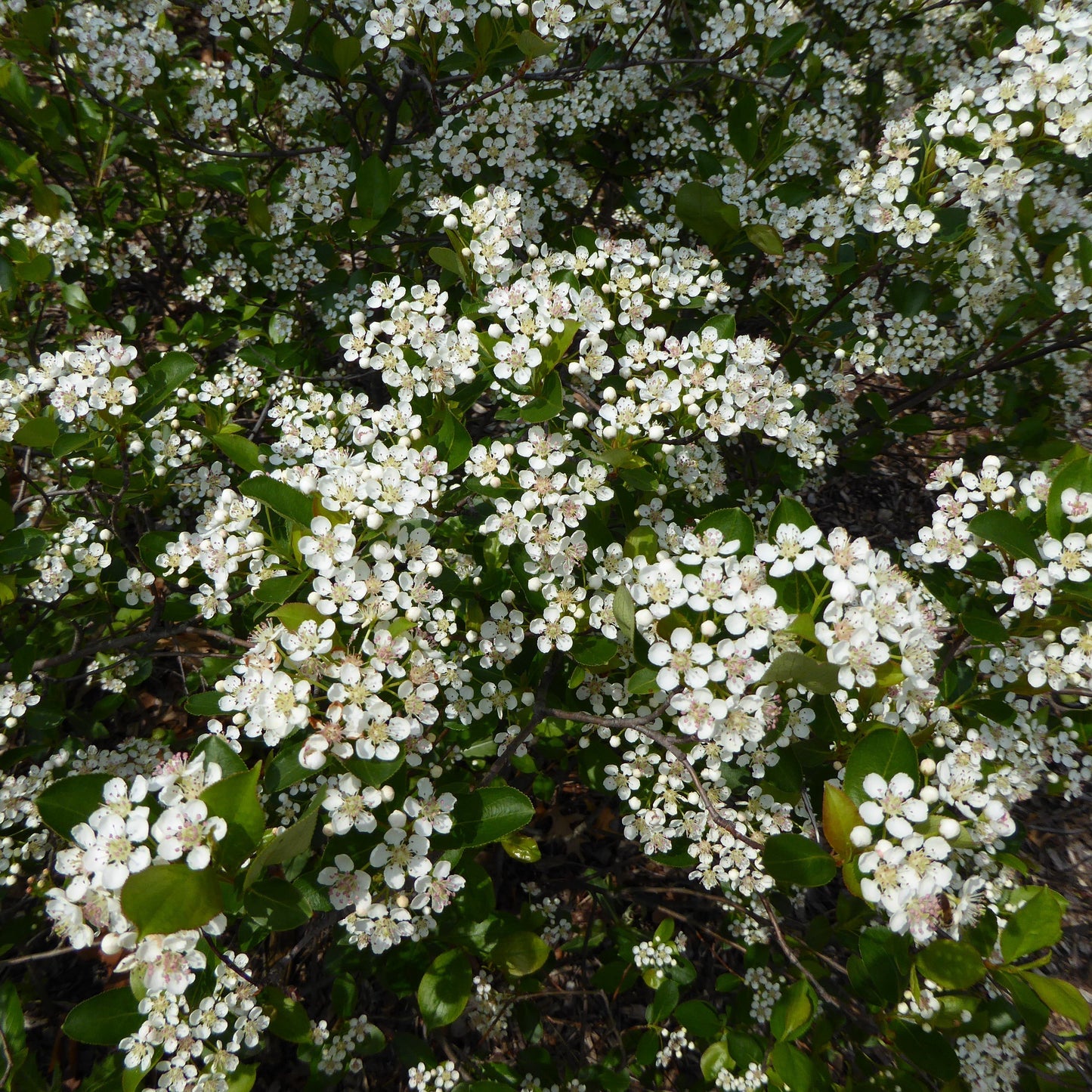 Aronia melanocarpa 'Morton'  - Iroquois Beauty™ Chokeberry