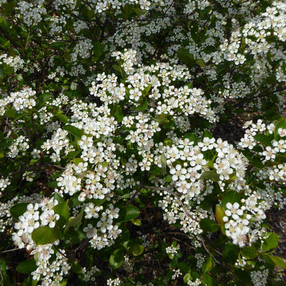 Aronia melanocarpa 'Morton'  - Iroquois Beauty™ Chokeberry