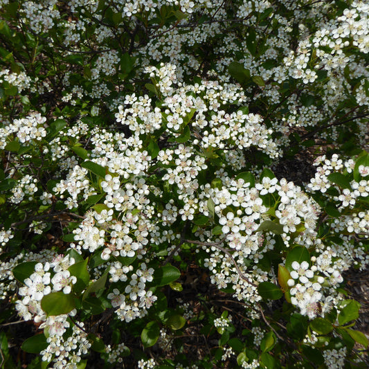 Aronia melanocarpa 'Morton'  - Iroquois Beauty™ Chokeberry