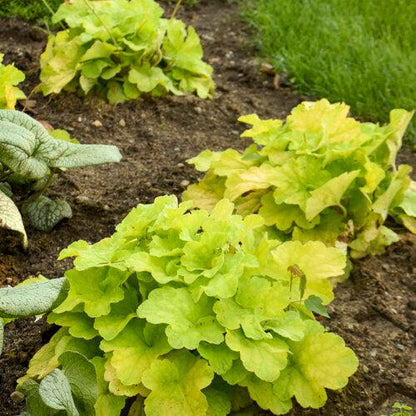 Heuchera 'Pistachio Ambrosia'  - Primo® Pistachio Ambrosia Heuchera