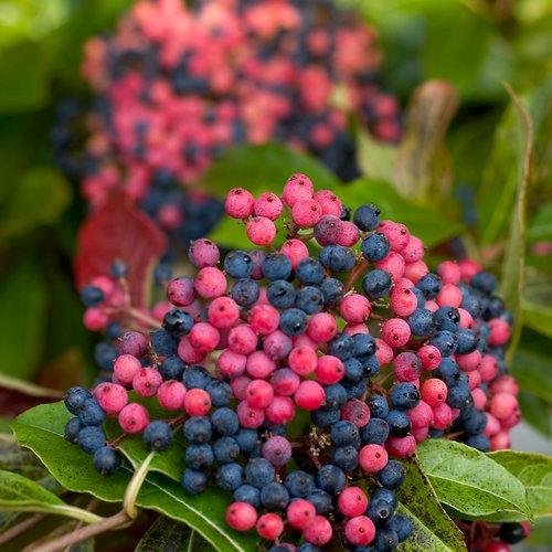 Viburnum nudum 'Bulk'  - Brandywine™ Viburnum