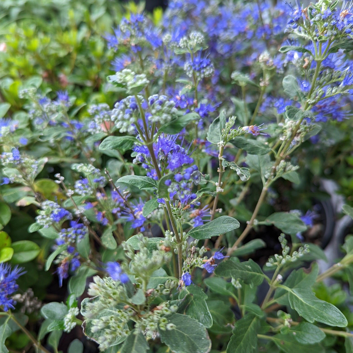 Caryopteris x clandonensis 'CT-9-12'  - Beyond Midnight® Bluebeard