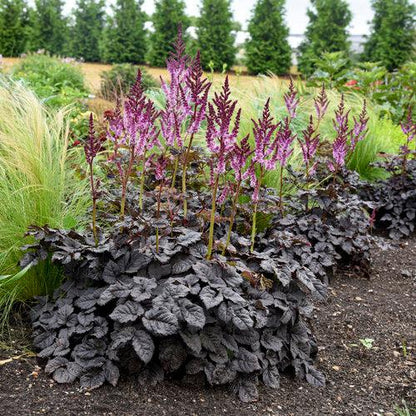 Astilbe 'Dark Side of the Moon'  - Dark Side of the Moon Astilbe