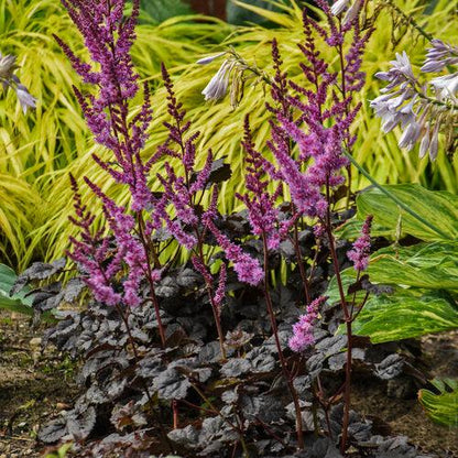 Astilbe 'Dark Side of the Moon'  - Dark Side of the Moon Astilbe