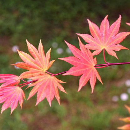 Acer shirasawanum 'Autumn Moon'  - Autumn Moon Japanese Maple