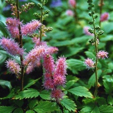 Astilbe chinensis 'Pumila'  - Pumila Chinese Astilbe
