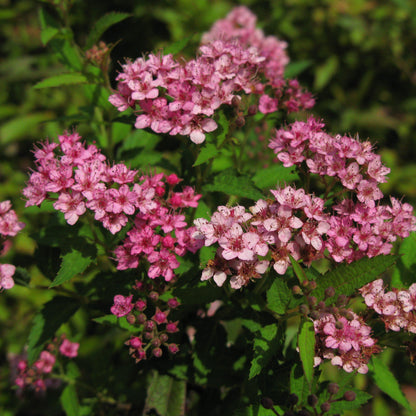 Achillea millefolium 'FLORACHRO1'  - Milly Rock™ Rose Yarrow