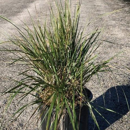 Calamagrostis x acutiflora 'Karl Foerster'  - Karl Foerster's Feather Reed Grass