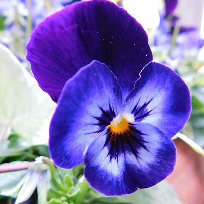 Viola cornuta 'Penny Denim Jump Up'  - Penny™ Denim Jump Up Viola