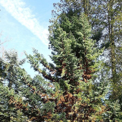 Chamaecyparis pisifera 'Boulevard'  - Boulevard Cypress