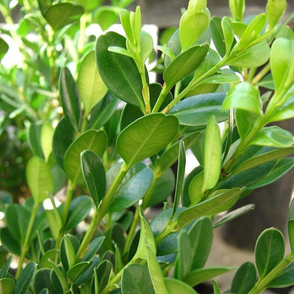 Buxus microphylla 'Little Missy' PP 24,703'  - Little Missy Boxwood