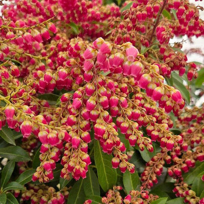 Pieris japonica 'Passion'  - Passion Party™ Passion Pieris