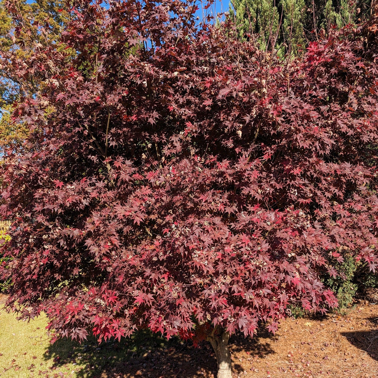 Acer palmatum 'Bloodgood'  - Japanese Maple 'Bloodgood'