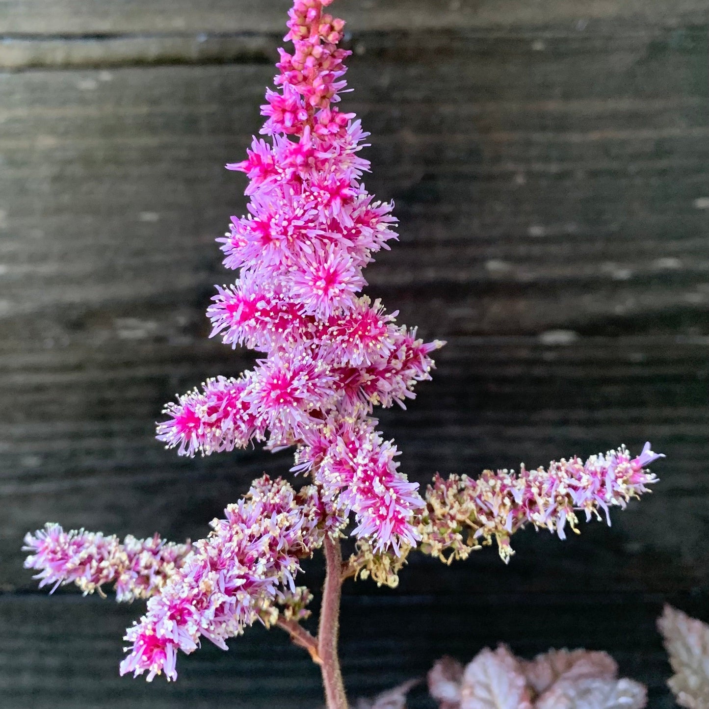 Astilbe 'Dark Side of the Moon'  - Dark Side of the Moon Astilbe