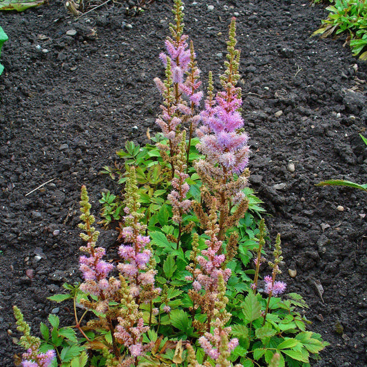 Astilbe chinensis 'Pumila'  - Pumila Chinese Astilbe