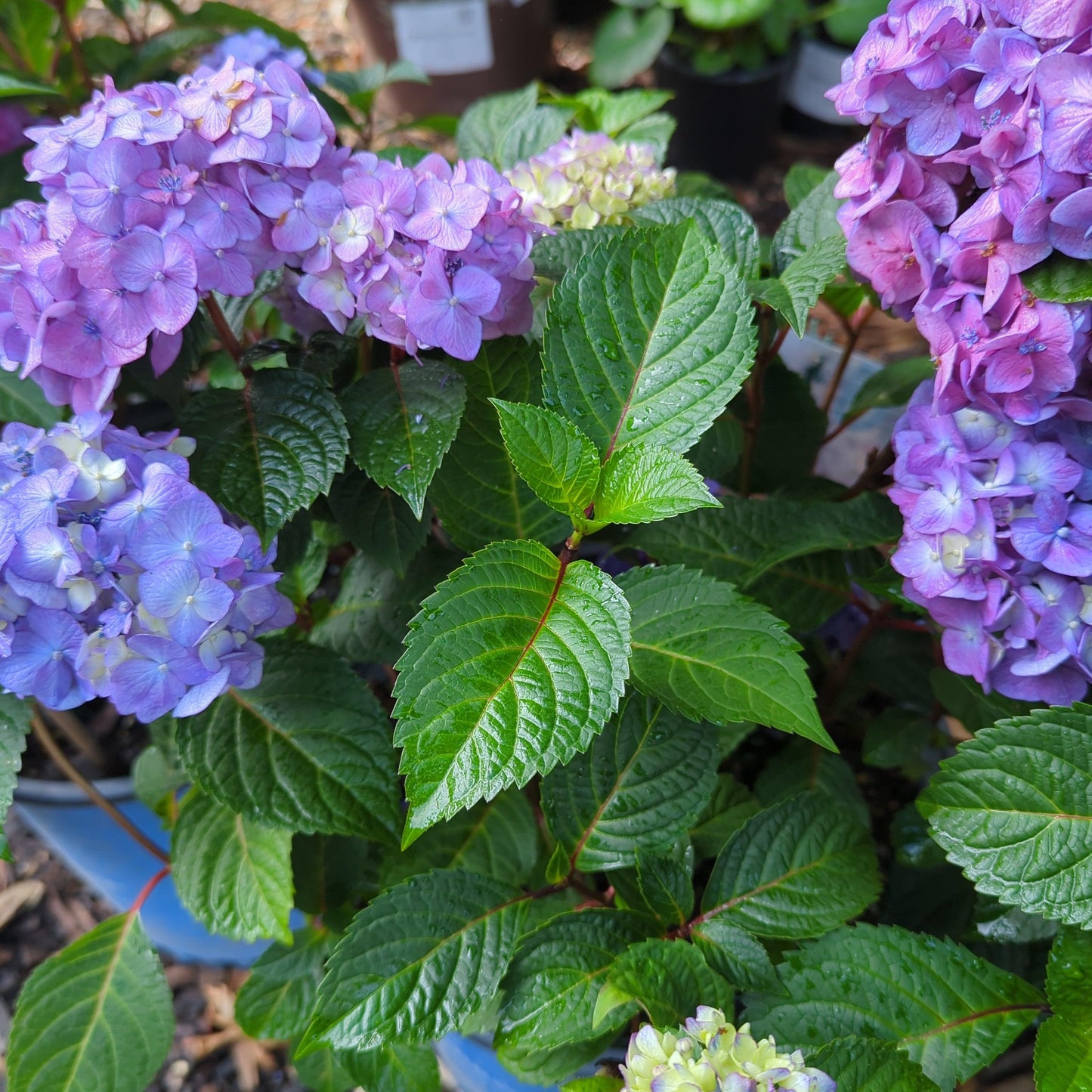 Hydrangea macrophylla 'P11HM-11'  - Endless Summer® Bloomstruck® Hydrangea
