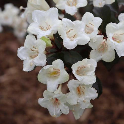 Weigela florida 'SMNWFGC'  - Wine & Spirits® Weigela