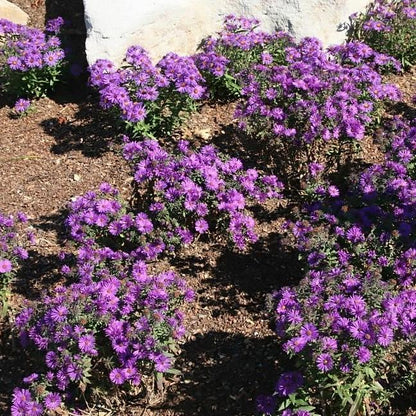 Aster nov-ang. 'Purple Dome'  - Purple Dome New England Aster