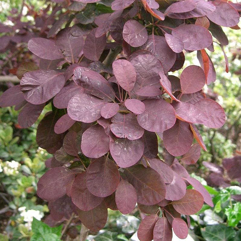 Cotinus coggygria 'Royal Purple'  - Royal Purple Smoke Tree