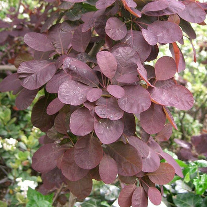 Cotinus coggygria 'Royal Purple'  - Royal Purple Smoke Tree
