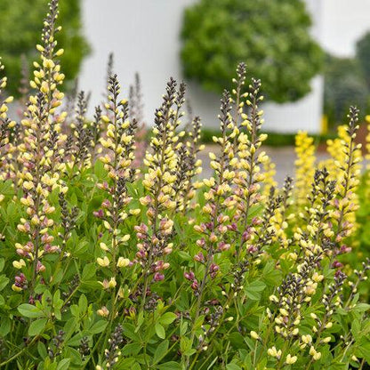 Baptisia 'Pink Lemonade' PP30,669  - PW® Decadence® Deluxe Pink Lemonade False Indigo