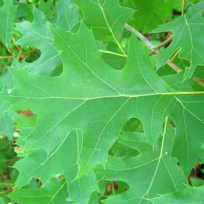 Quercus coccinea  - Scarlet Oak