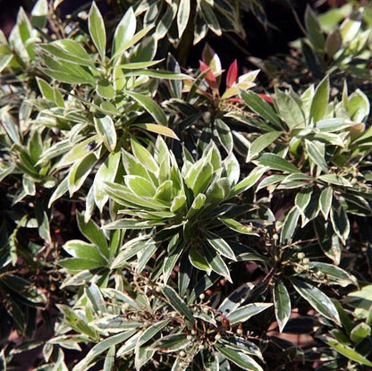 Pieris japonica 'Flaming Silver'  - Flaming Silver Pieris
