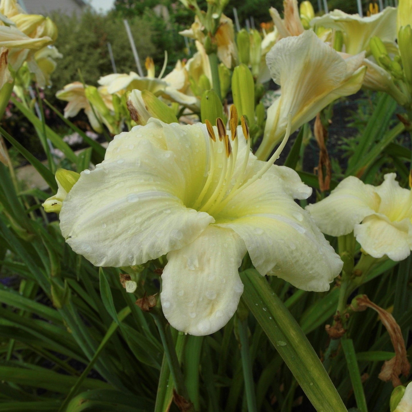 Hemerocallis 'Joan Senior'  - Joan Senior Daylily