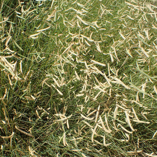 Bouteloua gracilis 'Blonde Ambition'  - 'Blonde Ambition' Blue Grama
