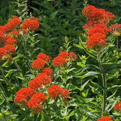 Asclepias tuberosa  - Butterfly Weed