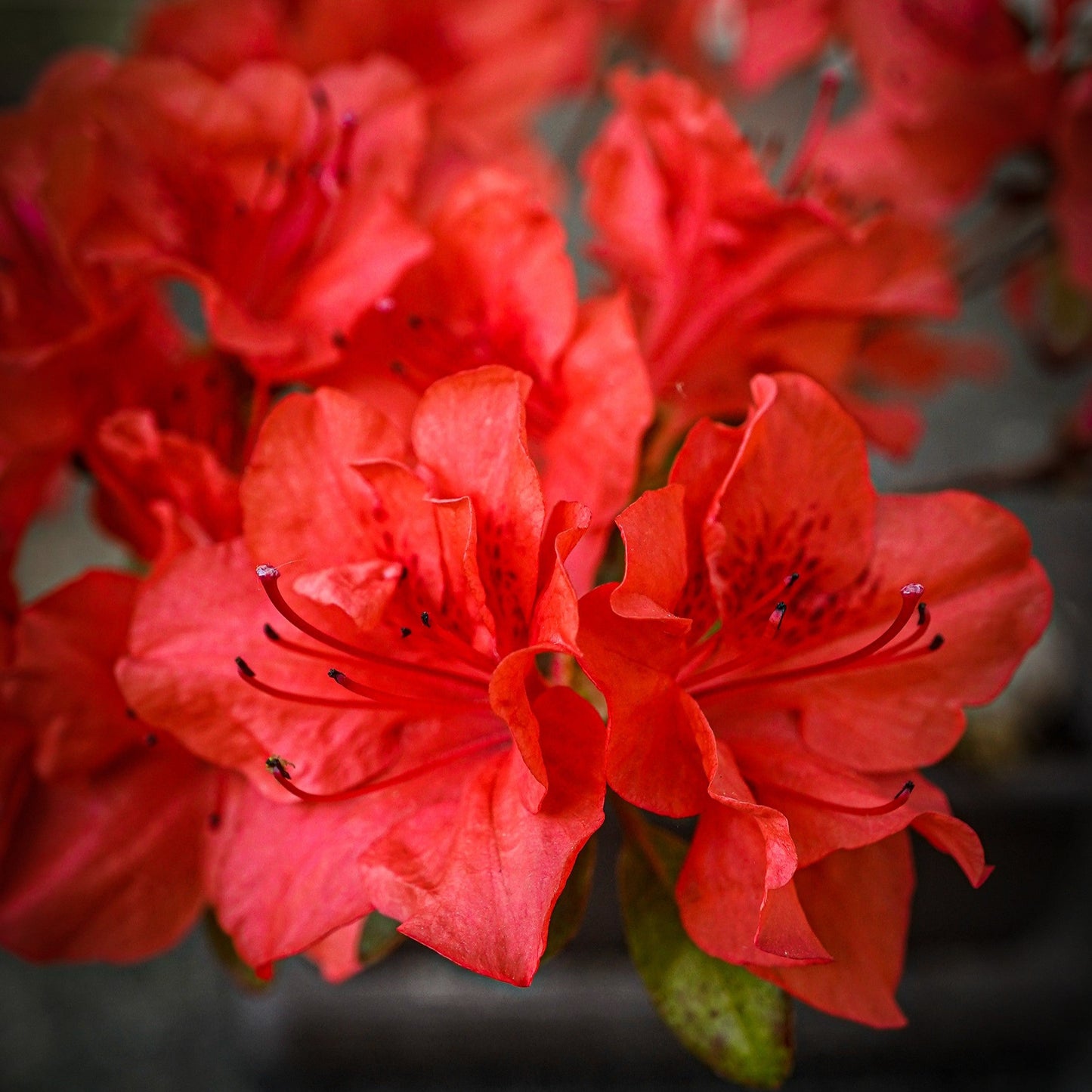 Rhododendron 'Stewartstonian'  - Stewartstonian Azalea
